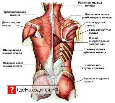 Где Расположены Легкие У Человека Фото